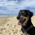 日本はアメリカの犬？