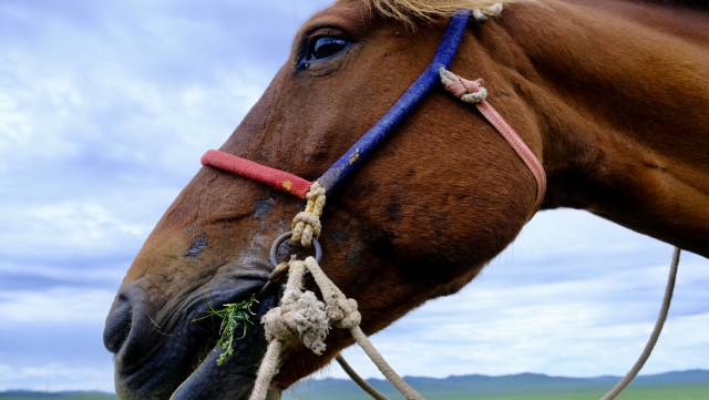 公営ギャンブルの競馬